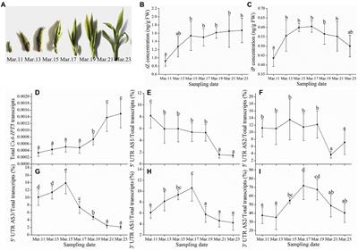 Expression and functional analysis of CsA-IPT5 splice variants during shoot branching in Camellia sinensis